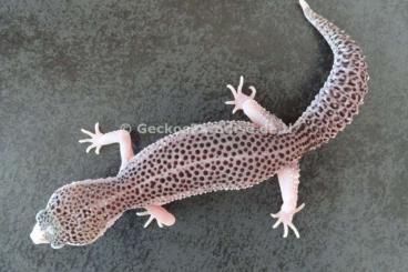 Geckos kaufen und verkaufen Photo: Mack Super Snow Eclipse Tremper Albino Raptor Leopardgecko M W Geckos kaufen und verkaufen Photo: Mack Super Snow Eclipse Tremper Albino Raptor Leopardgecko M W