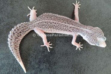 Geckos kaufen und verkaufen Photo: DIE LETZTEN NACHZUCHTEN 2024 Leopardgecko Männchen Weibchen Geckos kaufen und verkaufen Photo: DIE LETZTEN NACHZUCHTEN 2024 Leopardgecko Männchen Weibchen