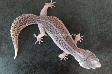 Geckos kaufen und verkaufen Foto: Mack Super Snow Eclipse Tremper Albino Raptor Leopardgecko M W Geckos kaufen und verkaufen Foto: Mack Super Snow Eclipse Tremper Albino Raptor Leopardgecko M W