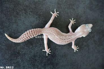 Geckos kaufen und verkaufen Foto: adult zuchtreif Leopardgecko Männchen Weibchen Mack Super Snow Tremper Geckos kaufen und verkaufen Foto: adult zuchtreif Leopardgecko Männchen Weibchen Mack Super Snow Tremper