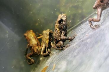 frogs kaufen und verkaufen Photo: Bufo torrenticola - japanese stream toad CB2023