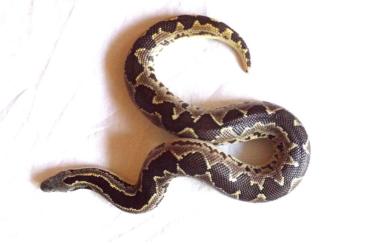 Snakes kaufen und verkaufen Photo: 1.0 Gongylophis conicus (Gefleckte Sandboa) Snakes kaufen und verkaufen Photo: 1.0 Gongylophis conicus (Gefleckte Sandboa)