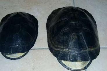 Turtles and Tortoises kaufen und verkaufen Photo: pelusios niger and castaneus