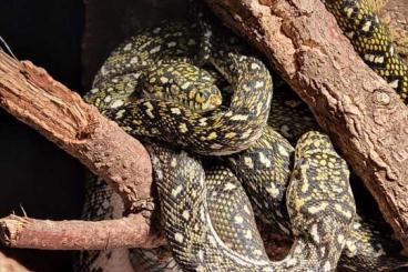 Pythons kaufen und verkaufen Photo: Diamantpython Morelia spilota spilota Pythons kaufen und verkaufen Photo: Diamantpython Morelia spilota spilota