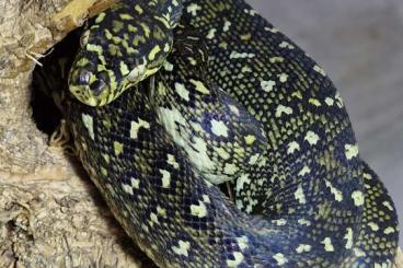 Pythons kaufen und verkaufen Foto: Morelia Spilota spilota Diamantpython Pythons kaufen und verkaufen Foto: Morelia Spilota spilota Diamantpython