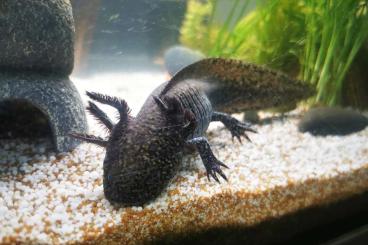 newts and salamanders kaufen und verkaufen Photo: 3 Axolotl (Ambystoma mexicanum) newts and salamanders kaufen und verkaufen Photo: 3 Axolotl (Ambystoma mexicanum)