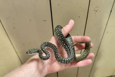 Schlangen kaufen und verkaufen Foto: Diamantpythons Morelia spilota spilota 