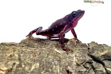 frogs kaufen und verkaufen Photo: Stocklist Houten/Hamm Terra-Amphibia December