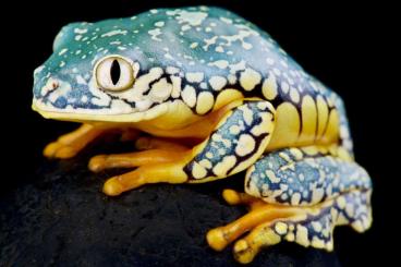 frogs kaufen und verkaufen Photo: Stocklist Terra-Amphibia, Amphibians,reptiles and more