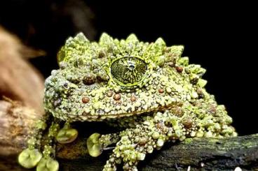 frogs kaufen und verkaufen Photo: Stocklist Terra-Amphibia, Amphibians,reptiles and more