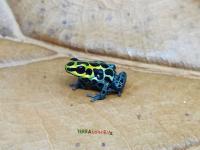 Bild 9/26