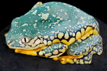 Frösche  kaufen und verkaufen Foto: Stocklist Terra-Amphibia HOUTEN and VERONA REPTILES