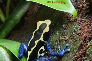 Frösche  kaufen und verkaufen Foto: Stocklist Terra-Amphibia, Amphibians,reptiles and more