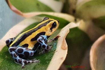 frogs kaufen und verkaufen Photo: Delivery Germany + Stocklist Terra-Amphibia