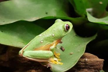 Frösche  kaufen und verkaufen Foto: LOOKING FOR MANY AMPHIBIANS!!