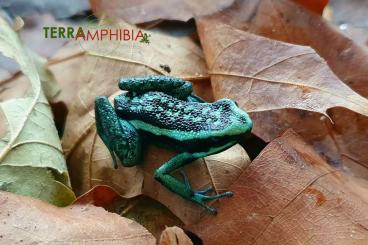 Frösche  kaufen und verkaufen Foto: Houten, Amphibians, Reptiles and more 