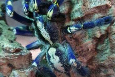 Spinnen und Skorpione kaufen und verkaufen Foto: Spiders, Beetle larvea and many more