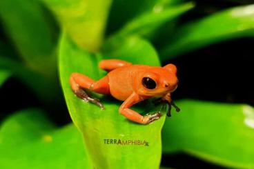frogs kaufen und verkaufen Photo: Stocklist houten Terra-Amphibia