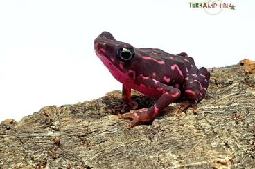 Frösche  kaufen und verkaufen Foto: Stocklist Terra-Amphibia, Amphibians,reptiles and more