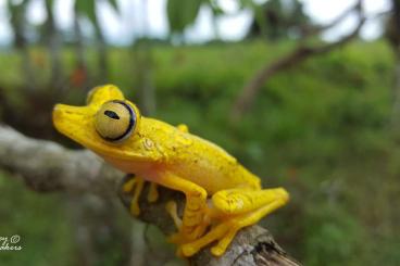 frogs kaufen und verkaufen Photo: LOOKING FOR MANY AMPHIBIANS!!