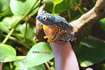 Frösche  kaufen und verkaufen Foto: Stocklist Terra-Amphibia, Amphibians,reptiles and more