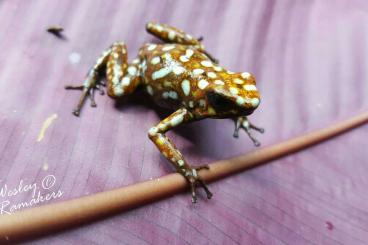 frogs kaufen und verkaufen Photo: Stocklist Hamm, Amphibians,reptiles and more