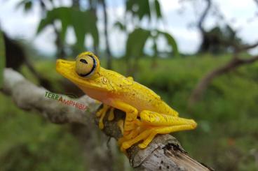 Frösche  kaufen und verkaufen Foto: Stocklist Hamm Terra-Amphibia