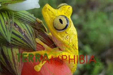 Frösche  kaufen und verkaufen Foto: Stocklist Terra-Amphibia, Amphibians,reptiles and more