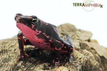 frogs kaufen und verkaufen Photo: Stocklist Hamm Terra-Amphibia, Amphibians,reptiles and more