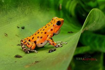 frogs kaufen und verkaufen Photo: Stocklist Terra-Amphibia, Amphibians,reptiles and more