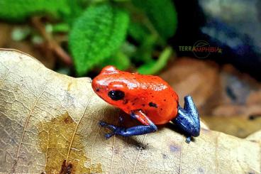 frogs kaufen und verkaufen Photo: Stocklist Hamm Terra-Amphibia