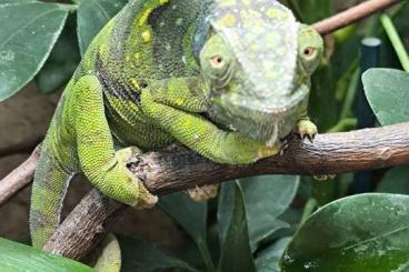 Chamäleons kaufen und verkaufen Foto:  Buying Chameleo dilepis - females