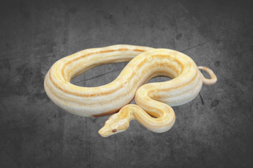 Boas kaufen und verkaufen Photo: Boa Constrictor Imperator verschiedene Morphen Boas kaufen und verkaufen Photo: Boa Constrictor Imperator verschiedene Morphen
