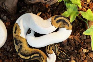 Schlangen kaufen und verkaufen Foto: 1.1 Piebald Python Regius abzugeben.