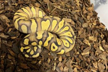 Ball Pythons kaufen und verkaufen Photo: 0.1 Enchi Orange Dream Pastel Black Head Yellow Belly od. Asphalt