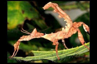 Insekten kaufen und verkaufen Foto: Extatosoma tiaratum abzugeben