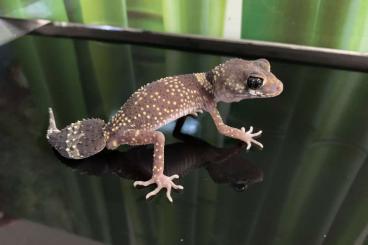 Geckos kaufen und verkaufen Photo: Nephrurus/ Underwoodisaurus for Hamm: 