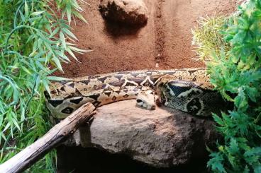 Schlangen kaufen und verkaufen Foto: Boa Constrictor (Ecuador) und Kornnatter 