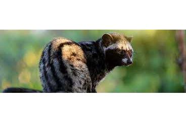 Exotic mammals kaufen und verkaufen Photo: 2,0 Fleckenmusangs (Paradoxurus hermaphroditus) abzugeben