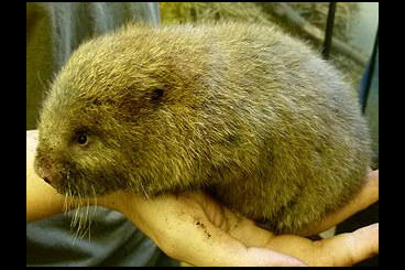 Exotische Säuger kaufen und verkaufen Foto: 0,3 kleine Bambusratten  (Cannomys badius)  abzugeben