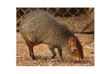 Exotic mammals kaufen und verkaufen Photo: 1,0 Azara-Aguti abzugeben 