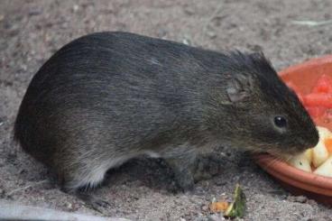 Exotic mammals kaufen und verkaufen Photo: Sumpfmeerschweinchen aus Aussenvolierenhaltung abzugeben