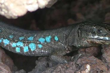 other lizards kaufen und verkaufen Photo: Gallotia atlantica atlantica ""laurae"" 