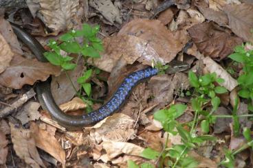 other lizards kaufen und verkaufen Photo: anguis colchica,  fragilis usw high blue, hoch blau 