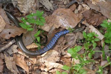 andere Echsen kaufen und verkaufen Foto: anguis colchica,  fragilis usw high blue, hoch blau 