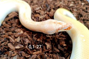 Pythons kaufen und verkaufen Photo: Python brongersmai / Bloodpython / Blutpython Pythons kaufen und verkaufen Photo: Python brongersmai / Bloodpython / Blutpython