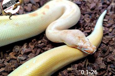 Pythons kaufen und verkaufen Foto: Python brongersmai / Bloodpython / Blutpython