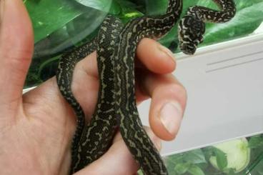 Pythons kaufen und verkaufen Foto: Morelia spilota Caramel Zebra (Diamant, Carpet, Teppichpython)