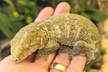 Geckos kaufen und verkaufen Photo: Rhacodactylus leachianus pure Pine Island Geckos kaufen und verkaufen Photo: Rhacodactylus leachianus pure Pine Island