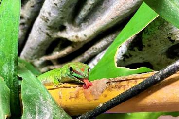 Geckos kaufen und verkaufen Foto: insgesamt 3 Madagaskar Taggeckos High Red (Phelsuma Grandis) abzugeben